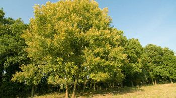 Whole aspen tree on a woodland edge