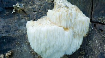 Bearded tooth