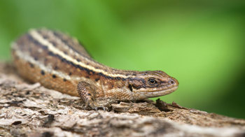 Female common lizard