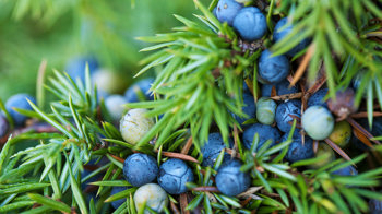 Juniper berries close-up