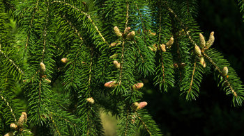 Norway spruce in flower
