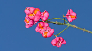Spindle pink and orange fruits