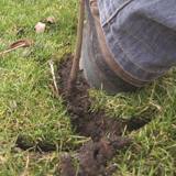 Boot heel is pushing the turf down around the planted tree