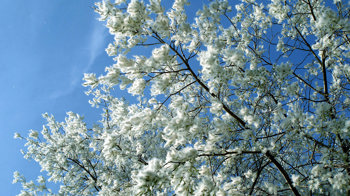 White poplar fruiting