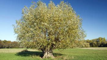 White willow tree